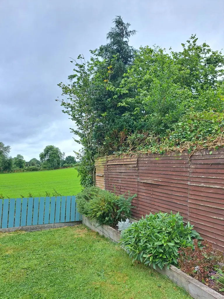 Ivy taken off the boundary — after the work was completed