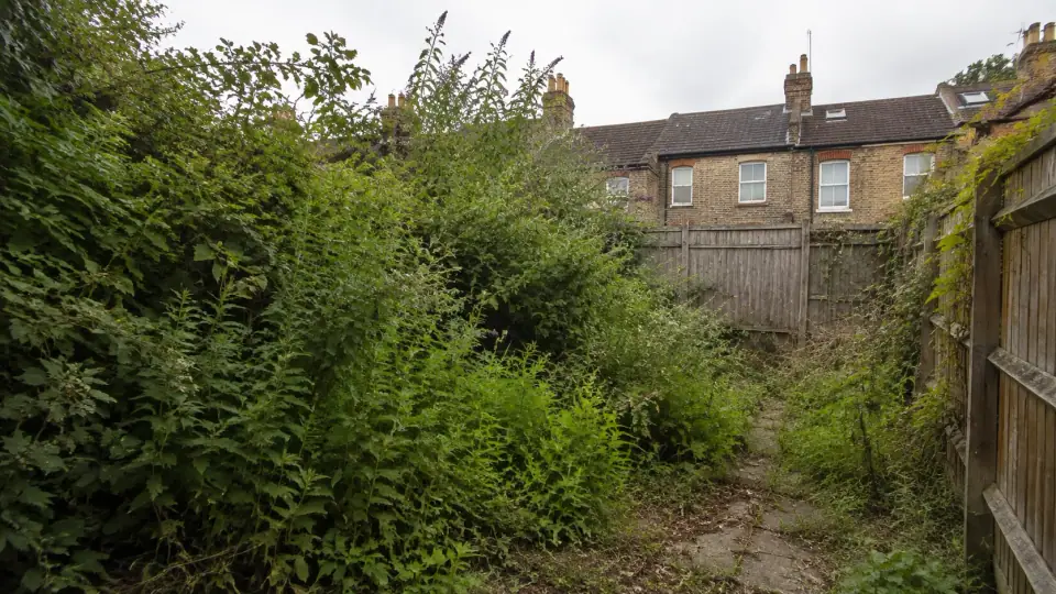 Neglected West London rear garden with dense brambles and self-seeded shrubs