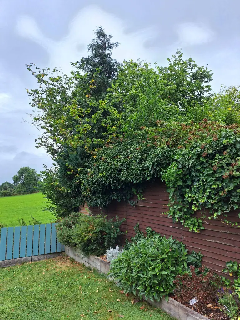 Ivy taken off the boundary — before the work started